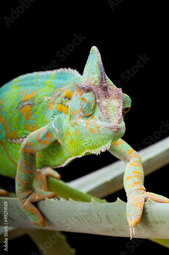 Photo: Yemen Chameleon Yemen Chameleon
