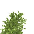 Arbre Arbre