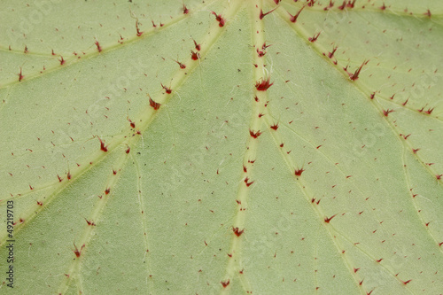 Photo: leaf leaf