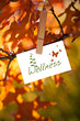 Wellness