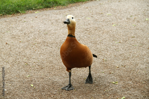 Photo: canard canard