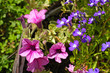 Pink surfinia and blue lobelia