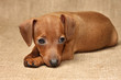 Miniature Pinscher puppy, 2 months 1 week old