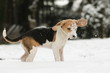 Foto: Beaglewelpe mit Schnee im Gesicht Beaglewelpe mit Schnee im Gesicht