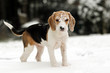Schnee im Beaglegesicht