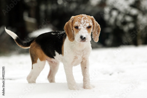Photo: Schnee im Beaglegesicht Schnee im Beaglegesicht