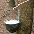 Milk of rubber tree into a wooden bowl