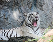 white bengal tiger gaping in a zoo