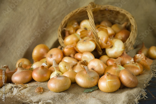 Photo: onion on sacking onion on sacking