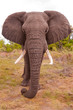 African Elephant
