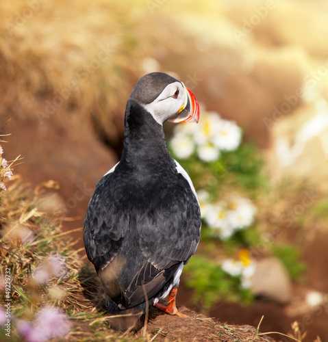 Photo: Puffin Puffin