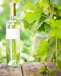 Foto: White wine White wine