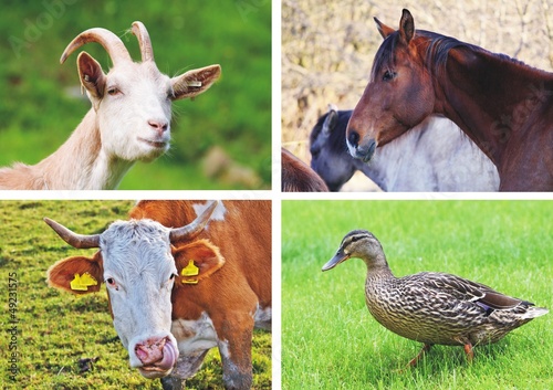 Photo: farm animals - collage farm animals - collage