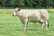 Blonde d'Aquitaine cow in a fresh green meadow