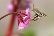 Reveler butterfly
