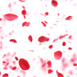 valentine  background with falling red rose petals