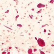valentine  background with falling red rose petals