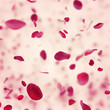 Anniversary  background with falling red rose petals