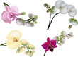 four color orchid branches on white
