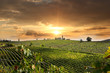 Chianti vineyard landscape in Tuscany, Italy