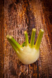 Photo: fennel fennel