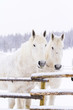White horses