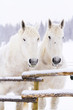 White horses