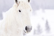White horses
