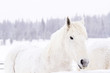 White horses