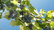 Video: Dark Blue Grapes On The Vine Against Blue Sky Dark Blue Grapes On The Vine Against Blue Sky