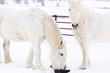 White horses
