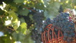 Video: Fresh Harvest Dark Blue Grapes In Basket Fresh Harvest Dark Blue Grapes In Basket