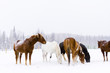 Horses