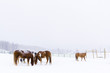 Horses