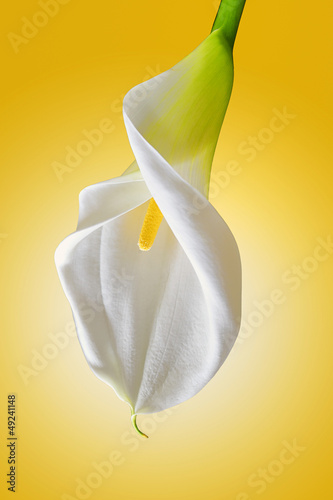 Photo: white calla white calla