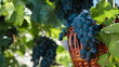 Video: Fresh Dark Blue Grapes In Wicker Basket Against The Vine Fresh Dark Blue Grapes In Wicker Basket Against The Vine
