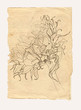 Sunflower drawing on old paper