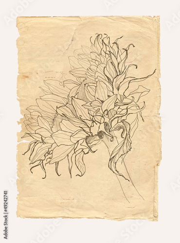 Illustration: Sunflower drawing on old paper Sunflower drawing on old paper
