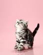 kitten