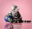 kitten