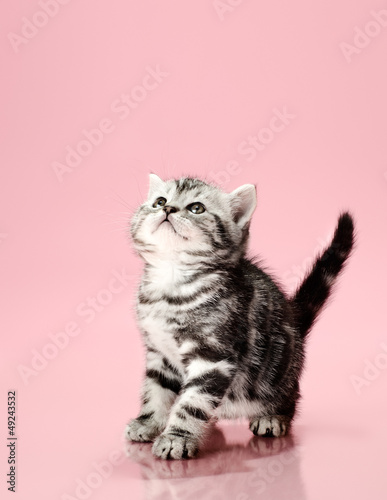 Photo: kitten kitten