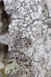 Lichen on oak, macro photo