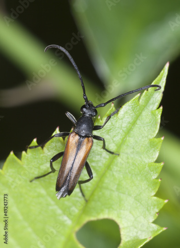 Photo: Leptura melanura sitting on green leaf, macro photo Leptura melanura sitting on green leaf, macro photo
