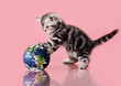 kitten