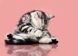 kitten