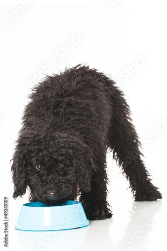 Photo: Black poodle - Schwarzer Pudel Black poodle - Schwarzer Pudel