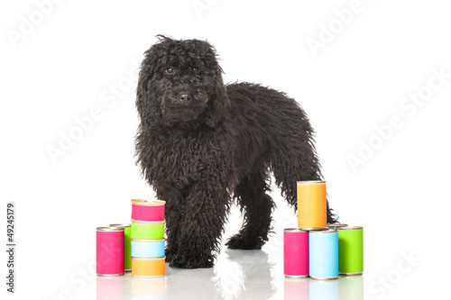 Photo: Black poodle - Schwarzer Pudel Black poodle - Schwarzer Pudel