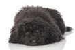 Black poodle - Schwarzer Pudel