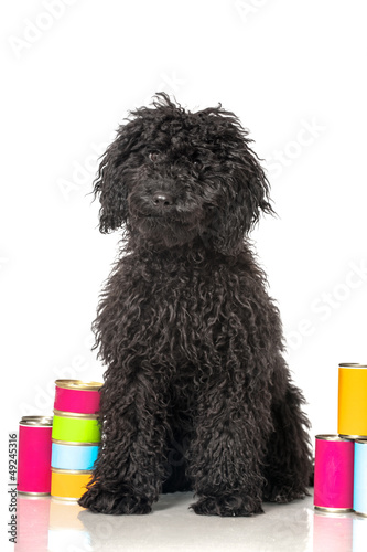Photo: Black poodle - Schwarzer Pudel Black poodle - Schwarzer Pudel