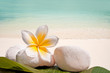 Photo: Galets, frangipanier, fond mer et plage Galets, frangipanier, fond mer et plage